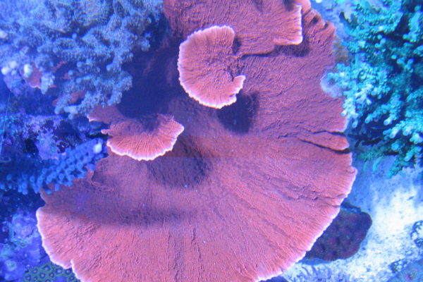 orange montipora sps coral